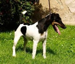 Image result for foxteriér hladkosrstý