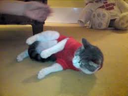 The best gifs are on giphy. Cat In Sweater Falls Over Youtube