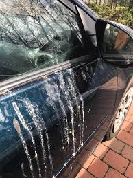 A trip in the car is a fun outing. There S A Bird That Stares At Itself In My Side Mirror And Shits All Over The Side Of My Car Animalsbeingjerks