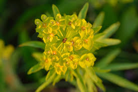 Image result for Euphorbia eylesii