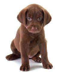 Chocolate labs are classified as medium to large dogs. Chocolate Lab Puppies With Blue Eyes Off 57 Www Usushimd Com
