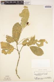 Image result for Rinorea ilicifolia