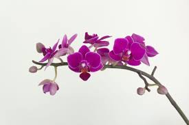 Maybe you would like to learn more about one of these? 20 Types Of Orchids To Use As Houseplants