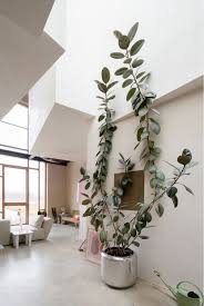 The Best Low Maintenance Indoor Plants Large Indoor Plants Low Maintenance Indoor Plants Indoor Trees