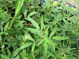 Image result for Stylosanthes fruticosa