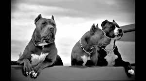 We did not find results for: Boston Terrier Schwarz Weiss