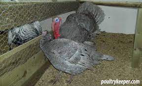 If they prefer to nest in a garden bed, the area cannot be disturbed, which puts the brakes on any further landscape planning. Beginners Guide To Keeping Turkeys