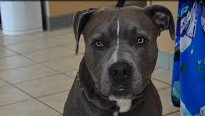 Maybe you would like to learn more about one of these? Pet House Calls Plainfield Il Veterinary House Calls Plainfield Veterinary Clinic