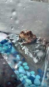 How To Keep A Wild Caught Toad As A Pet Wild Caught Pet Toad Toad