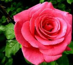 Pin By Chanda On Beautiful Flowers Flower Names Flowers Red Flowers