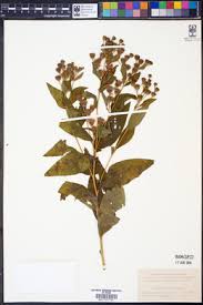 Image result for Vernonia ischnophylla