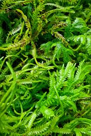 Image result for Selaginella kivuensis