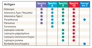 Your Guide To Canine Spectra Vaccines Durvet