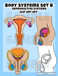 Body Systems And Organs Clip Art Set B Male And Female Reproductive Systems Reproductive System Female Reproductive System Body Systems