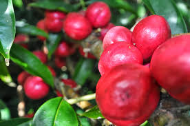 Mahkota dewa adalah tanaman herbal asli indonesia. Mahkota Dewa