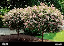 Image result for Syringa meyeri ´Palibin