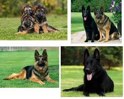 This is a great beginner game to transition your german shepherd to harder puzzles . German Shepherds 20 Pieces Play Jigsaw Puzzle For Free At Puzzle Factory