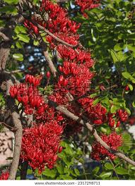 Image result for Schotia brachypetala