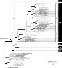 Download (zip 5.0 kb)add to favouritesreport. A Molecular Phylogeny Of The Fern Family Pteridaceae Assessing Overall Relationships And The Affinities Of Previously Unsampled Genera Sciencedirect