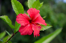 Free for commercial use no attribution required high quality images. Hibiscus Honey The Tines That Bind