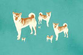 Shiba Inu Coin News Why Did Shib Coin Drop Is It Done Rising Deseret News