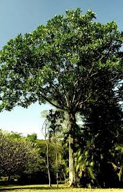 Image result for Ficus chirindensis