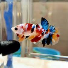 See more of cupang giant cirebon on facebook. Jual Hiasan Aquarium Ikan Cupang Baby Giant Nemo Multicolour Galaxy Murah Di Lapak Satria Rifqi Berkah Bukalapak