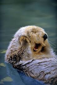 Ah You Love Me You Really Love Me The 21 Happiest Otters Ever Are Here To Brighten Your Day Cute Animals Animals Animals Beautiful