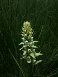 Image result for Satyrium trinerve