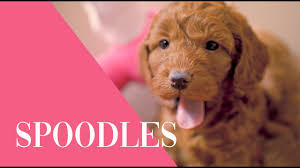 Spoodle Puppies Australia Youtube