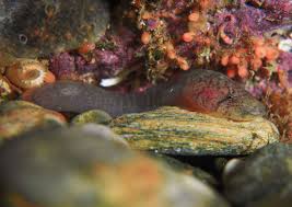 Image result for Gouania