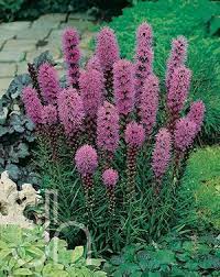 Liatris Spicata Kobold From Growing Colors Liatris Perennials Monarch Butterfly Garden