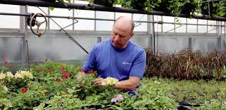 If the hanging basket is placed outdoors, you may want to consider placing netting over the plant, like a cage, to keep the birds from getting at and damaging the strawberries. Bee Friendly By Putting Pollinator Plants In Your Garden In Oshawa Durham Radio News