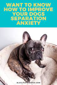 For pullers or multiple dogs we recommend pairing your health harness with the health leash for the best results. 210 French Bulldog Accessories For Humans Ideas Cute French Bulldog Frenchie Mom Frenchie