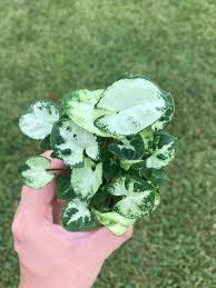 Syngonium Nephthytis Mini Pixie Aka Dwarf Butterfly Plant Plantlet Butterfly Plants Plants Live Plants