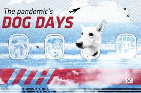 Suddenly, the rescue was fielding 10 times more requests for adoption and fostering than in a typical year, all in the middle of a pandemic that drastically changed the supply chain, procedures. How Covid 19 Has Complicated International Pet Adoption Pique Newsmagazine