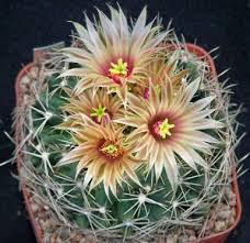 Image result for Caperonia fistulosa