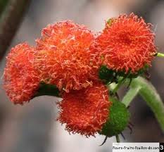 Image result for Crassocephalum bauchiense