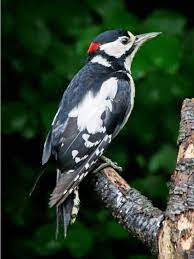 From behind the trunk of a tree it occasionally shows its head to see if you are still there, but continues to hide itself. Dendrocopos Major Great Spotted Woodpecker Identification Guide