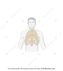 The rib cage is located under the vertebra. Biorender Life Science Icons