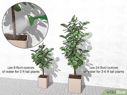 Helps to remove toluene and xylene from the air and can help to increase overall air purification. Simple Ways To Water A Fiddle Leaf Fig Tree 10 Steps