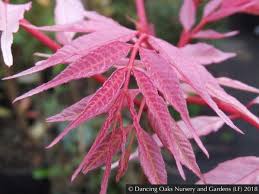 Image result for Toona