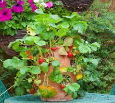 Strawberries don't like to be crowded, so space out three (or so) plants in each container. Grow Strawberries How To In A Pot In A Garden Tips And More