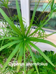 Image result for Cyperus rigidifolius