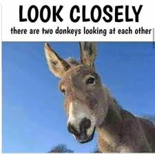 Well I M Blind Funny Animal Jokes Crazy Funny Memes Animal Jokes