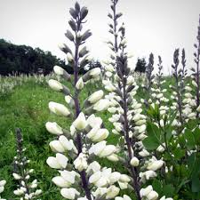 Image result for Baphiopsis