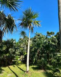 Image result for Coccothrinax