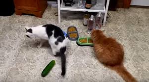 Proteins that are safe for cats. People Are Scaring Their Cats With Cucumbers They Shouldn T