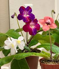 Image result for Streptocarpus arcuatus