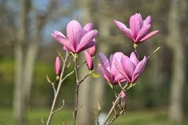 Image result for Magnolia